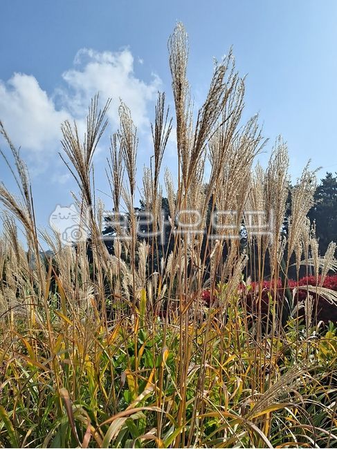 forest,fruit,stairs,clouds,scenery,reeds,fallen leaves,leaves,fall,season,sky,fall scenery,maple tree,Autumn,wallpaper,nature,tree,leaf,fall background,maple leaf,stone,orange,outdoor,hill,emotion,background,plant,maple,autumn,fall sky,wind