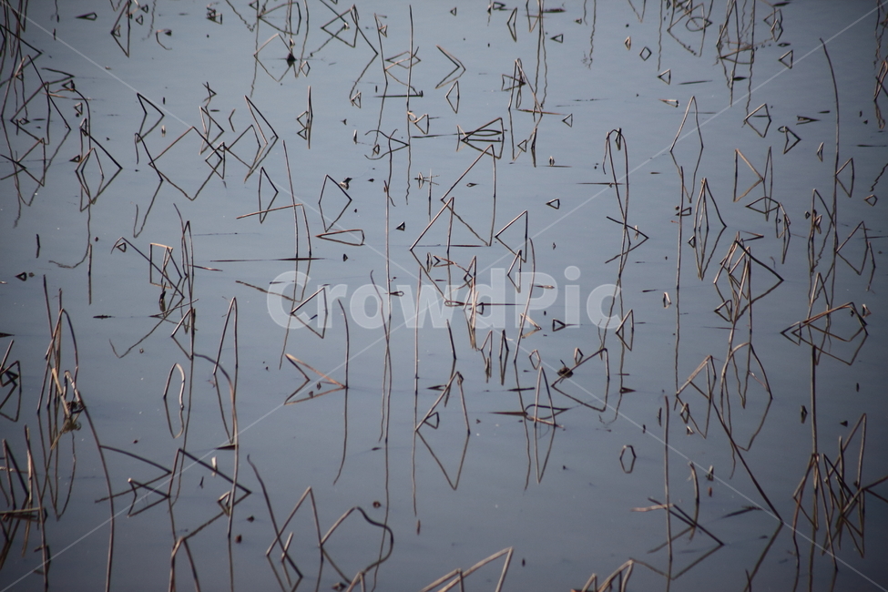 반영,물,연줄기,식물,reflection,식물,자연,plants,nature