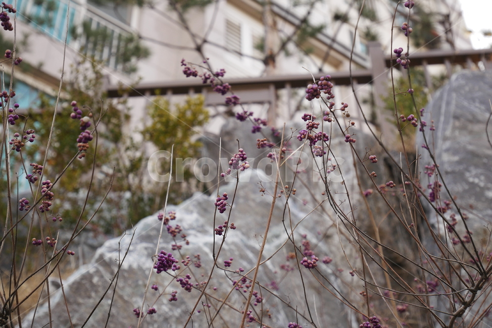 꽃,열매,돌,식물,풍경,식물,자연,plants,nature,과일,열매,fruit