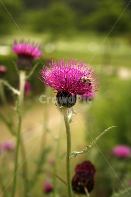 엉겅퀴,식물,flower,plants,nature,꽃,꽃봉오리,식물,자연,plants,nature,꽃,flower,동물,animal,곤충,벌레,insect,bug