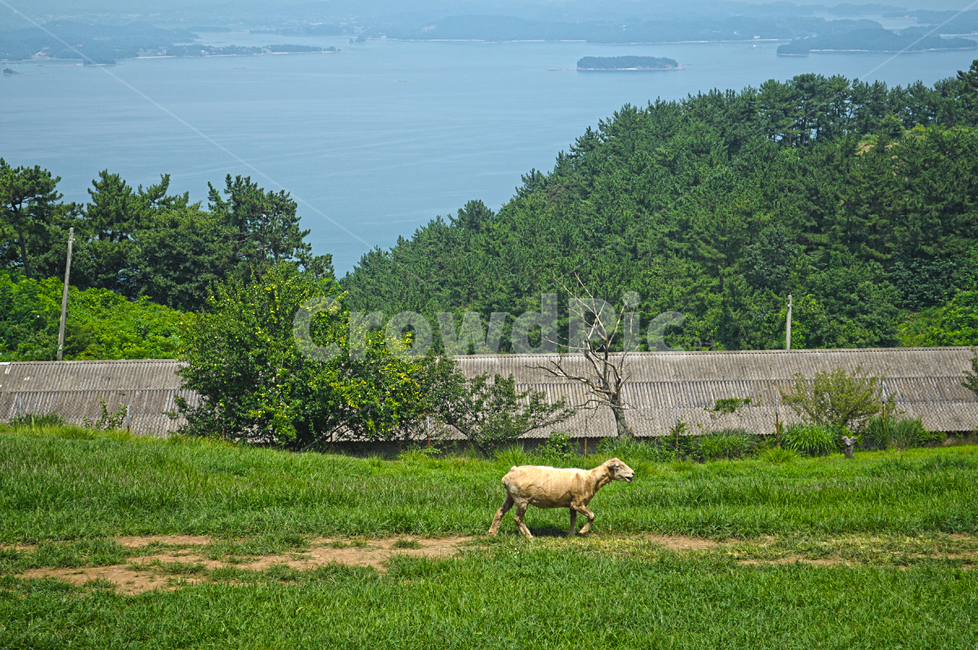 nature,자연,outdoors,옥외,field,들,grassland,목초지,farm,countryside,rural,농촌,농장,양,동물,풍경,바다,섬,목축업,목장,livestock farming,ranching,pasture