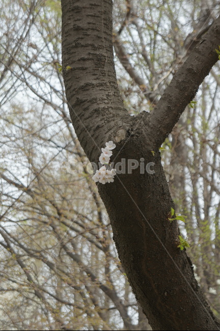 나무,tree,식물,벚꽃,plant,나무,trees,wood