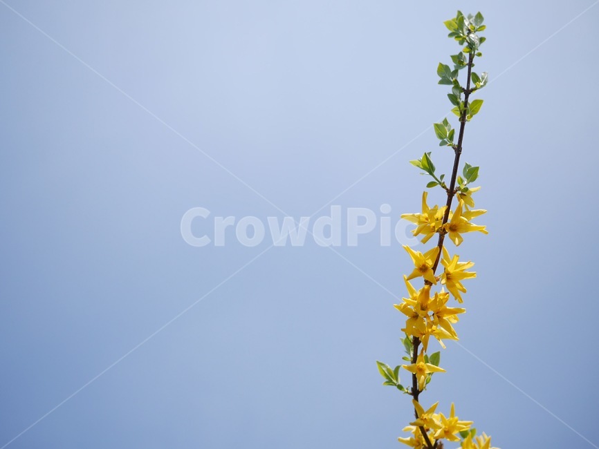 노란색,봄,개나리,꽃,하늘,봄,계절,spring,season,식물,자연,plants,nature,꽃,flower,plant