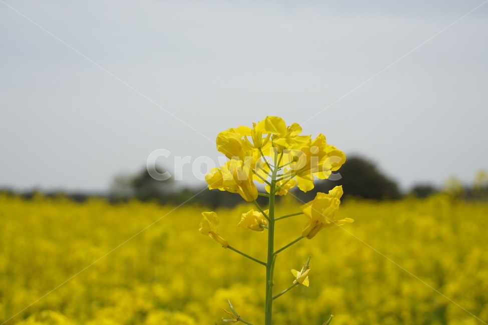 유채꽃,유채꽃밭,봄,자연,꽃,나무,유채,spring,flower,노란꽃,봄,계절,spring,season,식물,자연,plants,nature,꽃,flower,field,들