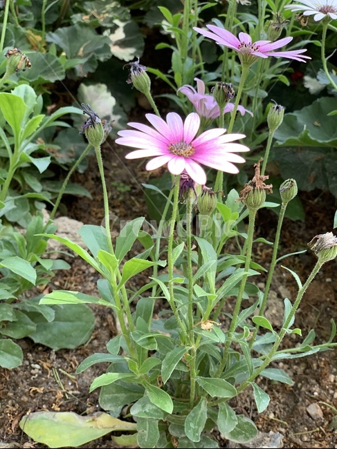 꽃,flower,자연,예쁜꽃,spring,봄,season