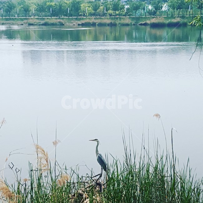 새,동물,자연,조류,bird,동물,animal,조류,새,birds