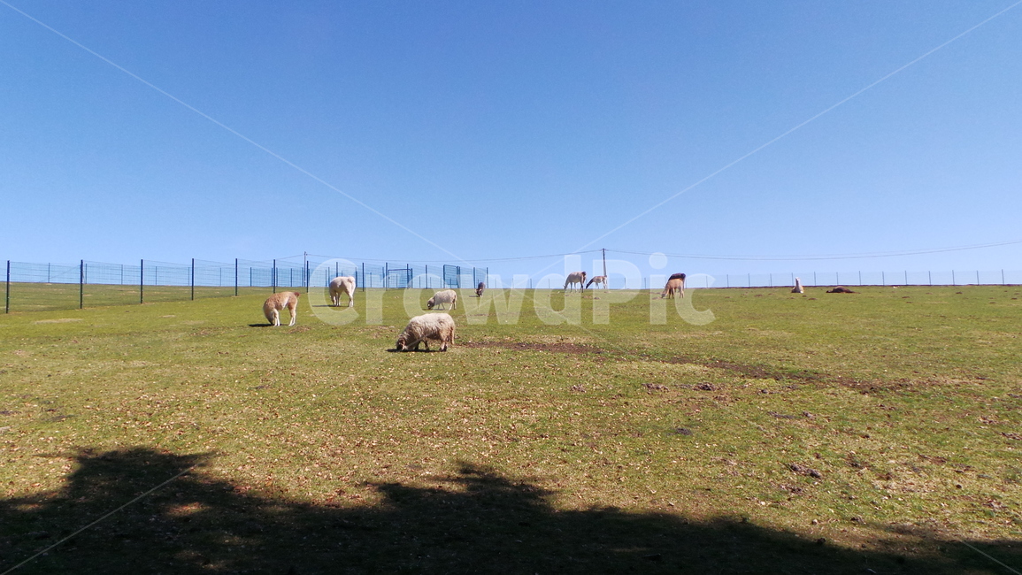 라마,lama,농장,라마농장,farm