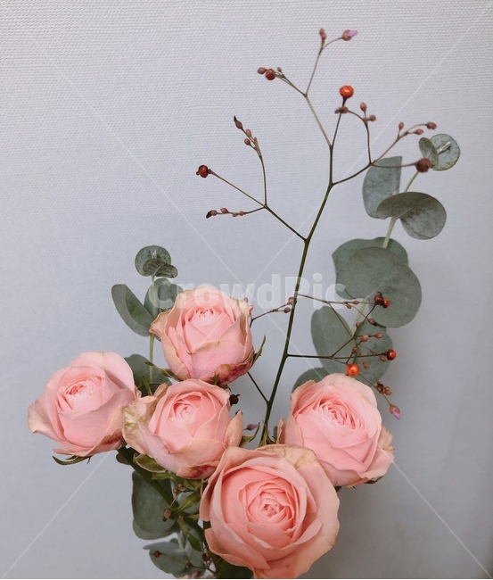 꽃,장미,핑크,장미꽃,생화,꽃다발,안개꽃