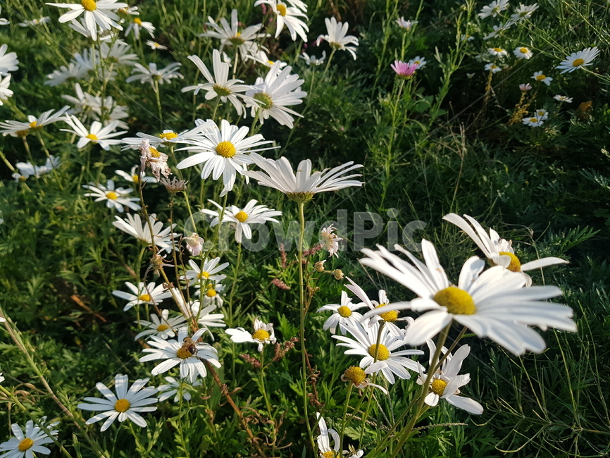 꽃,식물원,flower,bloom,데이지꽃