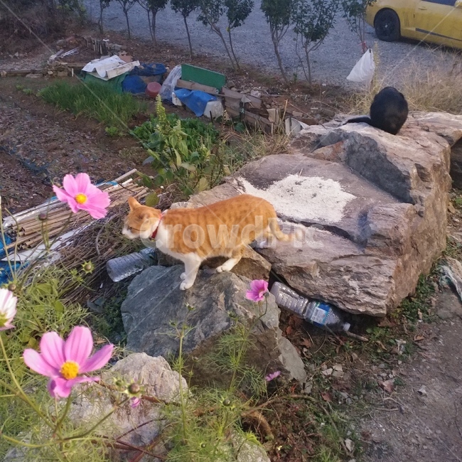 고양이,냥이,동물,애완묘,길냥이,동물,animal,포유류,mammal,고양이,cat,kitten,kitty