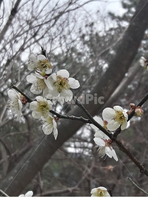 꽃,식물,flower,꽃나무,plant,flowers