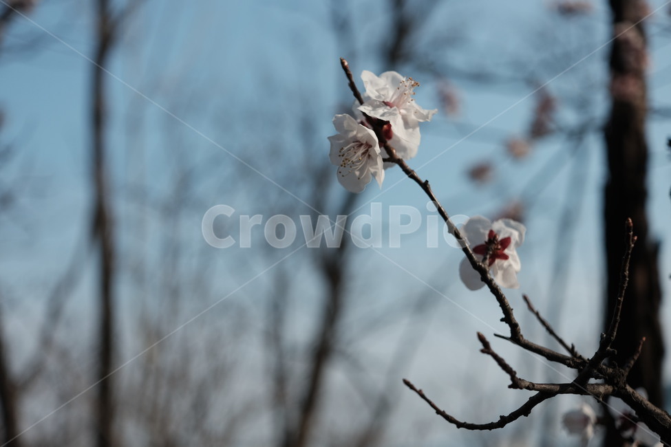 plant,식물,매화,매화나무,하늘,봄