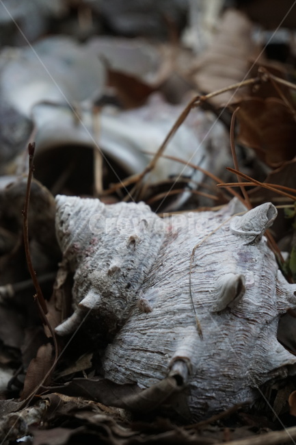 뿔소라,가을,버려진,소라,murex,자연,풍경,nature,landscape
