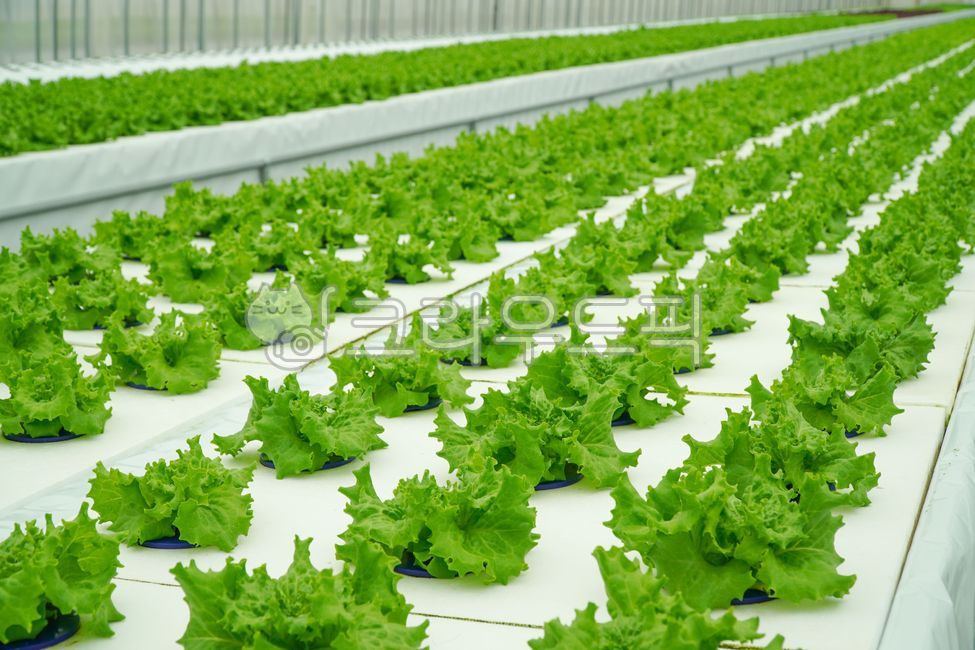 샐러드,채소,야채,유러피안샐러드,유러피안채소,유럽샐러드,프릴아이스,이자트릭스,친환경,친환경재배,수경재배,하우스재배,무농약,농산물,국내산