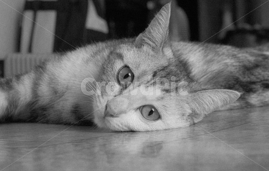 고양이,흑백,감성,간절함,애원,반려동물,냥이,애완동물,동물,animal,포유류,mammal,cat,kitten,kitty,반려묘,귀여운동물,동물,animal,포유류,mammal,고양이,cat,kitten,kitty,흑백,모노톤,monochrome,black and white