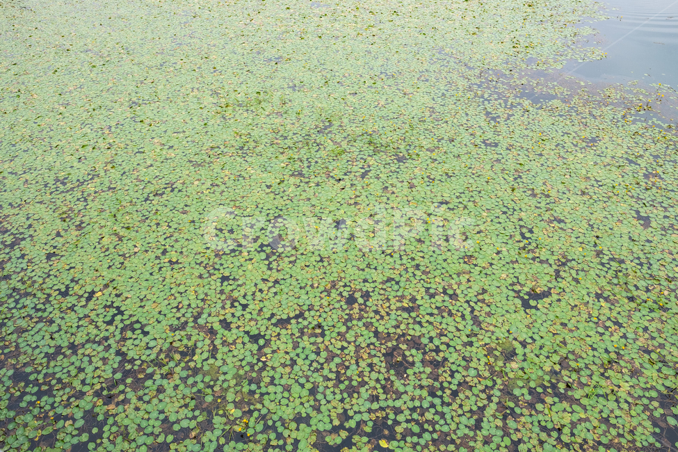천호지,호수,식물,수상식물,자연,nature