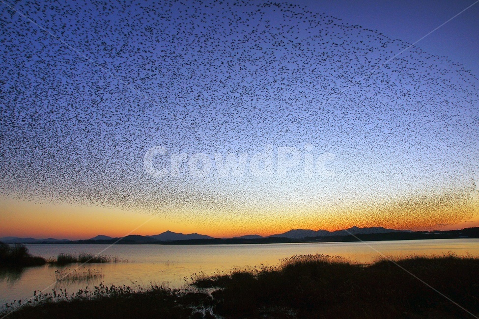 동림지,가창오리,군무,일몰,철새,자연,풍경,nature,landscape,동물,animal,조류,새,birds,flock,대군