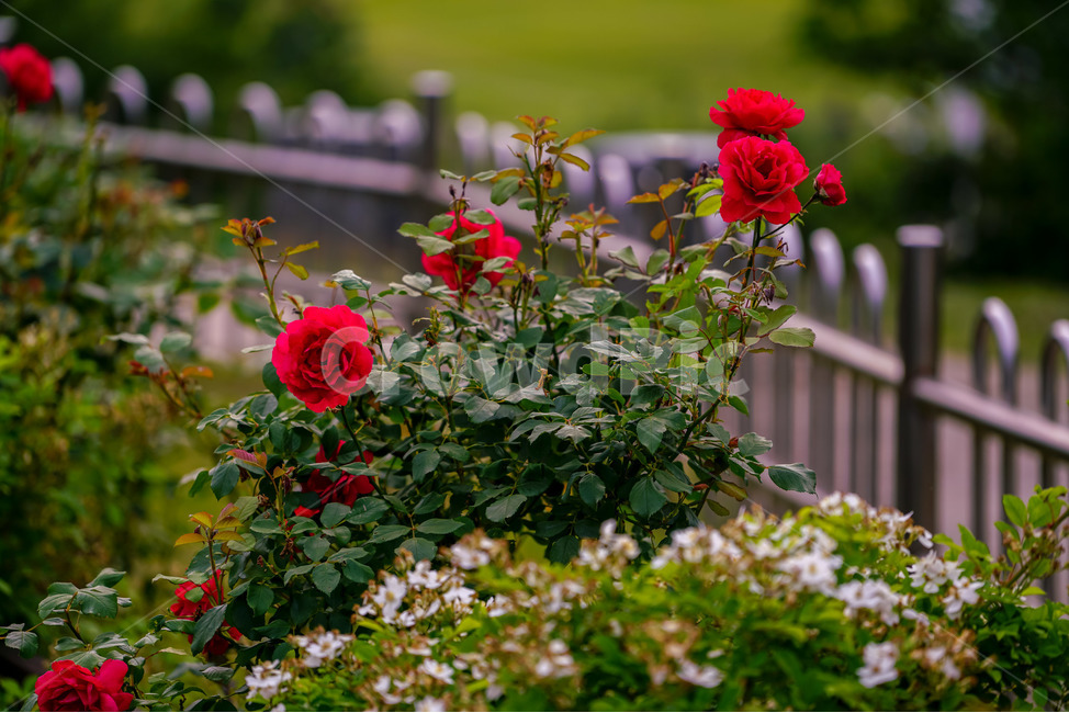 장미,5월의여왕,빨강,붉은장미,장미공원,대구,red,rose,roses,두류공원,이곡장미공원,꽃,봄,여름,식물,자연,plants,nature,꽃,flower