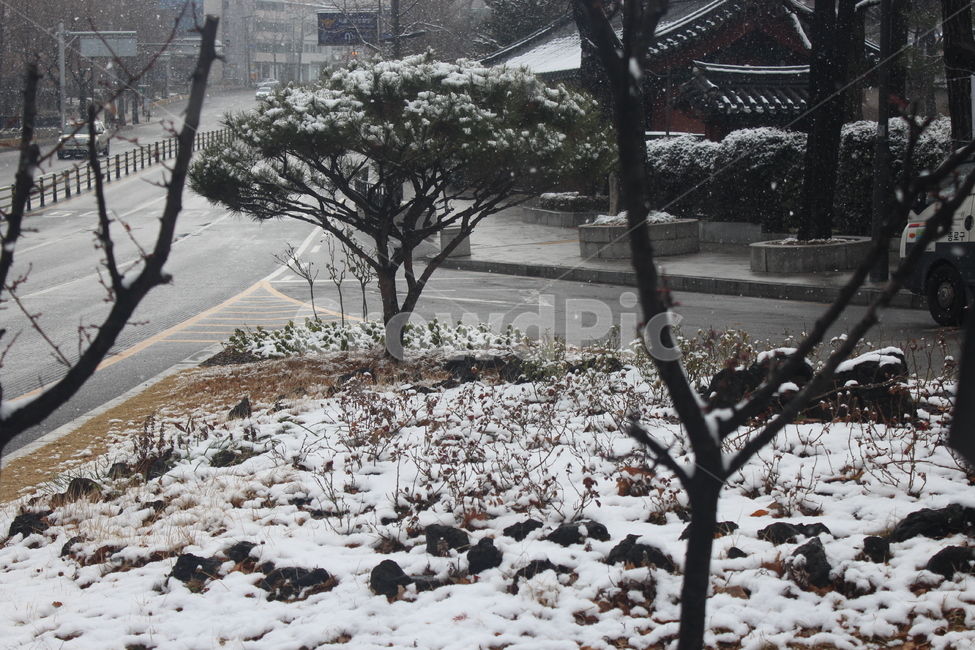 도로,눈,나무,길,소나무,겨울,계절,winter,season