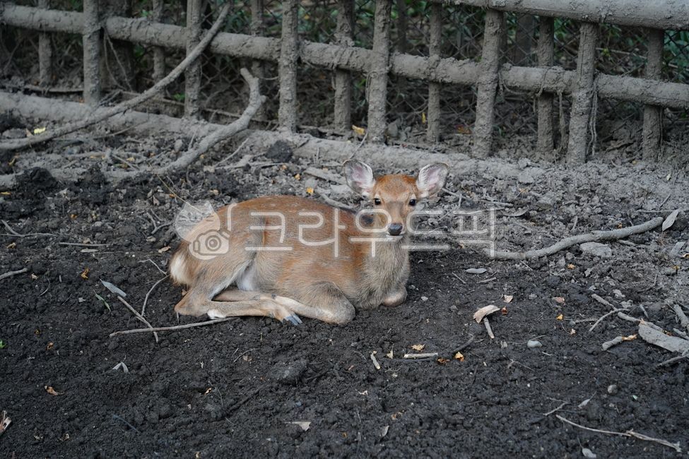 deer,animal,national park,japan deer park,roe deer,deer park,park,cute,japan,goral,deer,nara,animal,japan