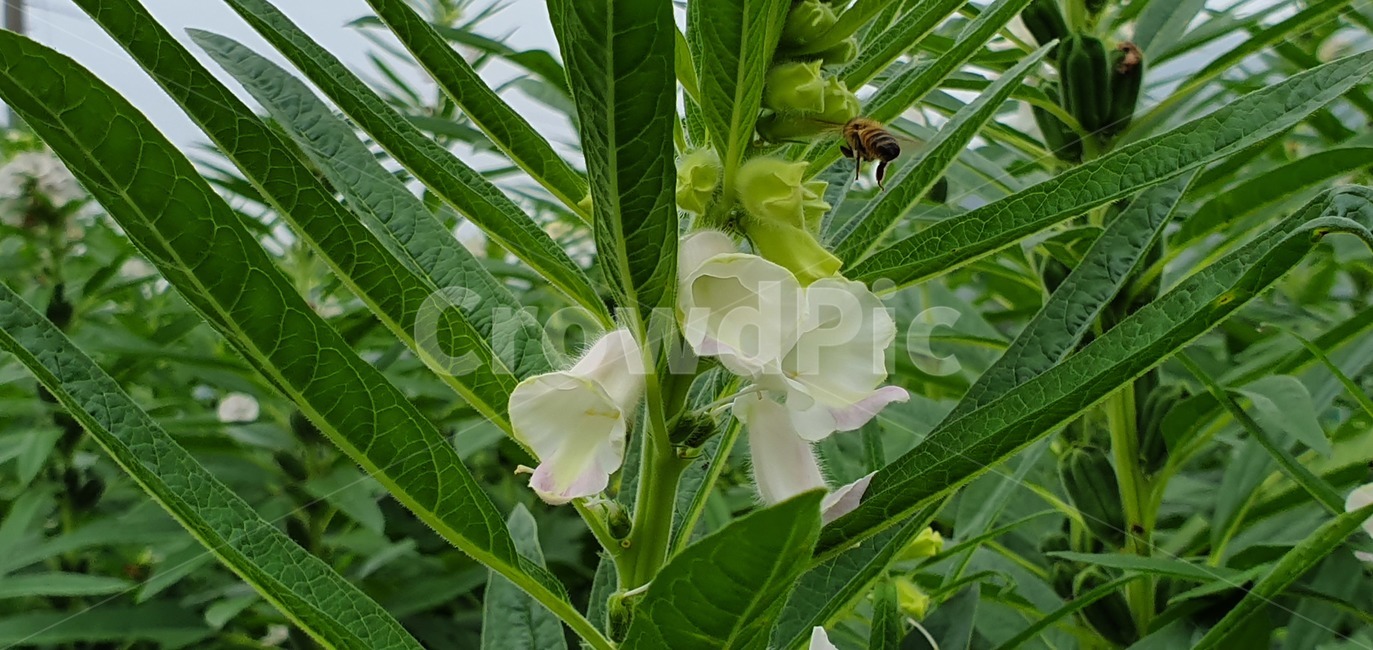 꽃,벌,자연,식물,flower,bee,nature,plants
