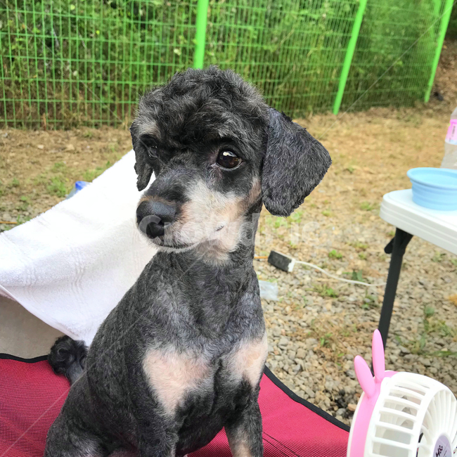 강아지,동물,푸들,블랙탄,애완견,댕댕이,멍멍이,눈빛,동물,animal,포유류,mammal,개,강아지,dog,doggy