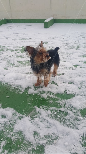 강아지,애완동물,눈,겨울,산책,겨울,계절,winter,season,동물,animal,포유류,mammal,개,강아지,dog,doggy