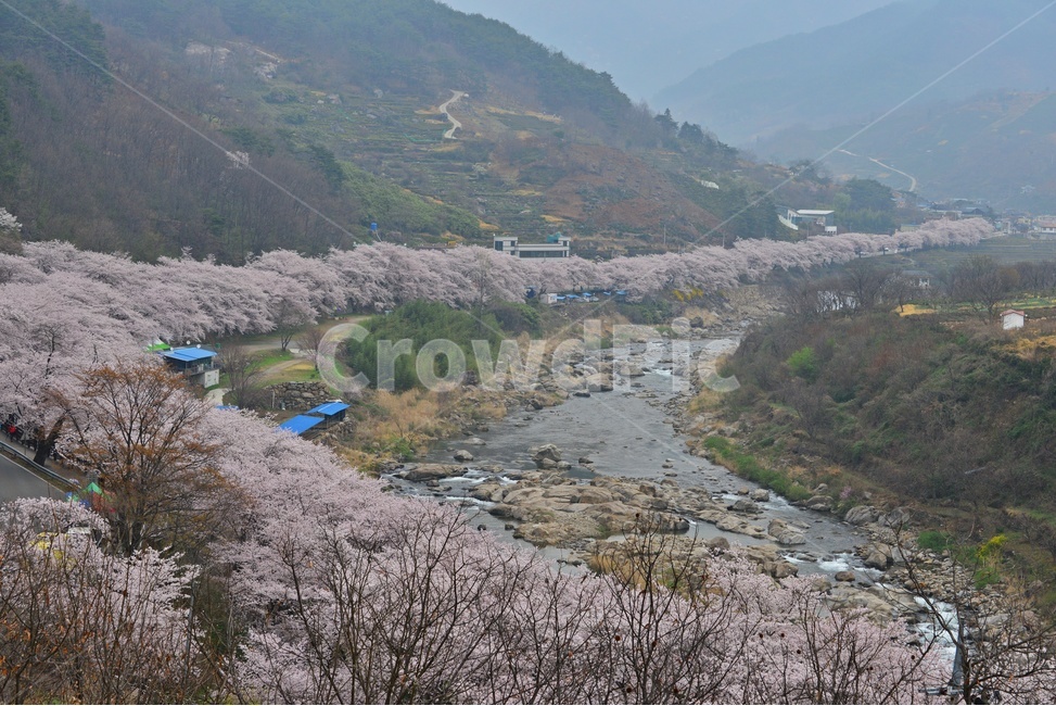 blossom,flower,꽃,cherryblossom,벚꽃,plant,식물,tree,나무,treetrunk,나무줄기,경남,하동,섬진강변,벚꽃길,화개십리벚꽃길,십리벚꽃길