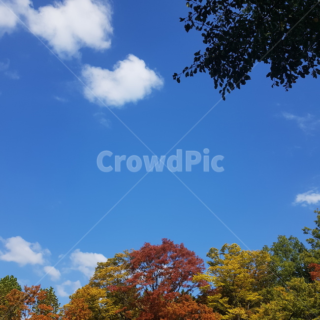nature,자연,단풍,하늘,나무,tree,maple