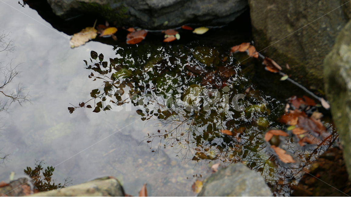 나무,나뭇잎,물에비친나뭇잎,투영,물,자연,풍경,nature,landscape,water,outdoors,옥외,land,땅