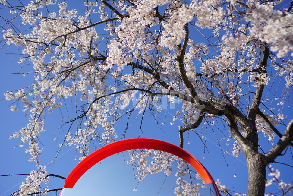 벚꽃,봄,하늘,자연,나무,봄,계절,spring,season,plant,식물,blossom,꽃,flower
