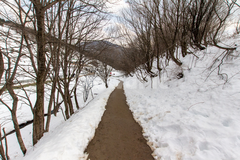 nature,자연,outdoors,옥외,눈,설경,나무,숲,길