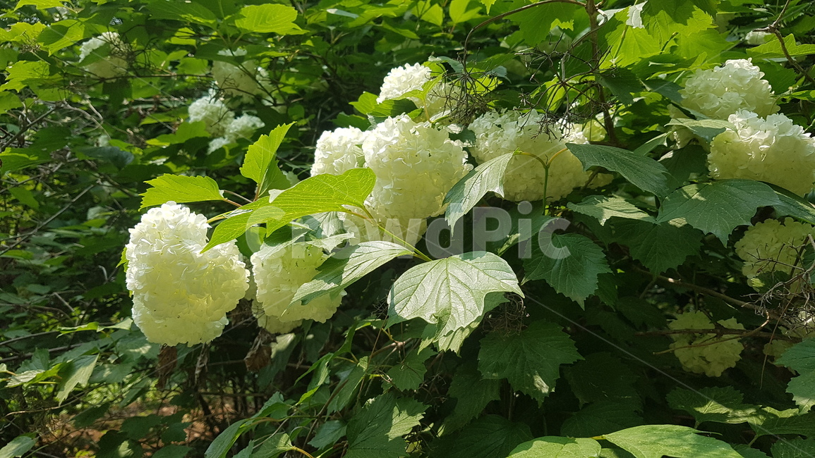수목원,힐링,자연,수국,흰수국,배경,자연배경,꽃,꽃배경,초록,여름,여름환경,여름분위기,hydrangea,flower,background
