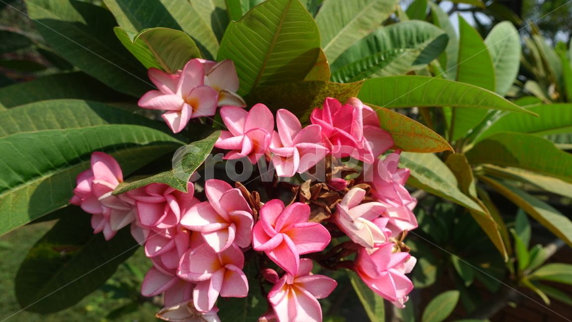 flower,tropic,plant,summer,여름,꽃,꽃송이,blossom,열대,식물,야외,outdoor,green,초록,핑크,레드,petal,꽃잎
