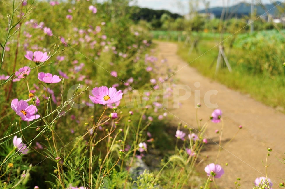 가을길,가을,코스모스,향수,추억,시골길,가을,계절,fall,autumn,season,식물,자연,plants,nature,꽃,flower,outdoors,옥외,grassland,목초지,field,들,geranium,제라늄,plant,blossom