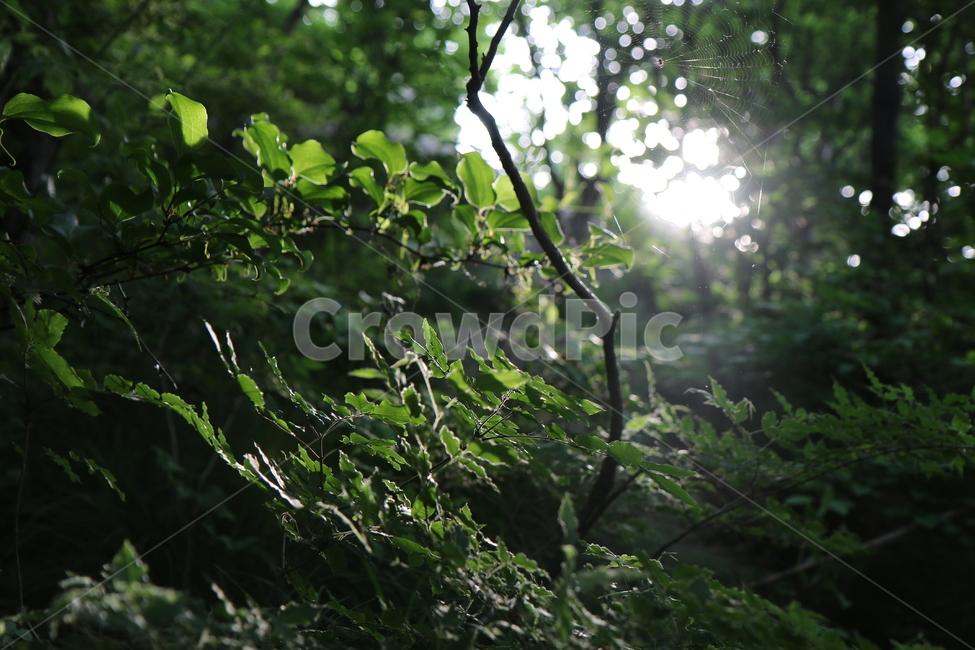 나무,빛,산,잎,초록,푸름,봄,나뭇잎,산책,남해금산,자연,풍경,nature,landscape,plant,식물,light,flare,플레어