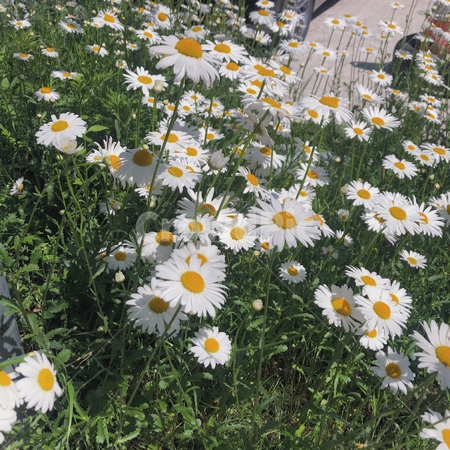 꽃,들꽃,흰색,노란색,초록색
