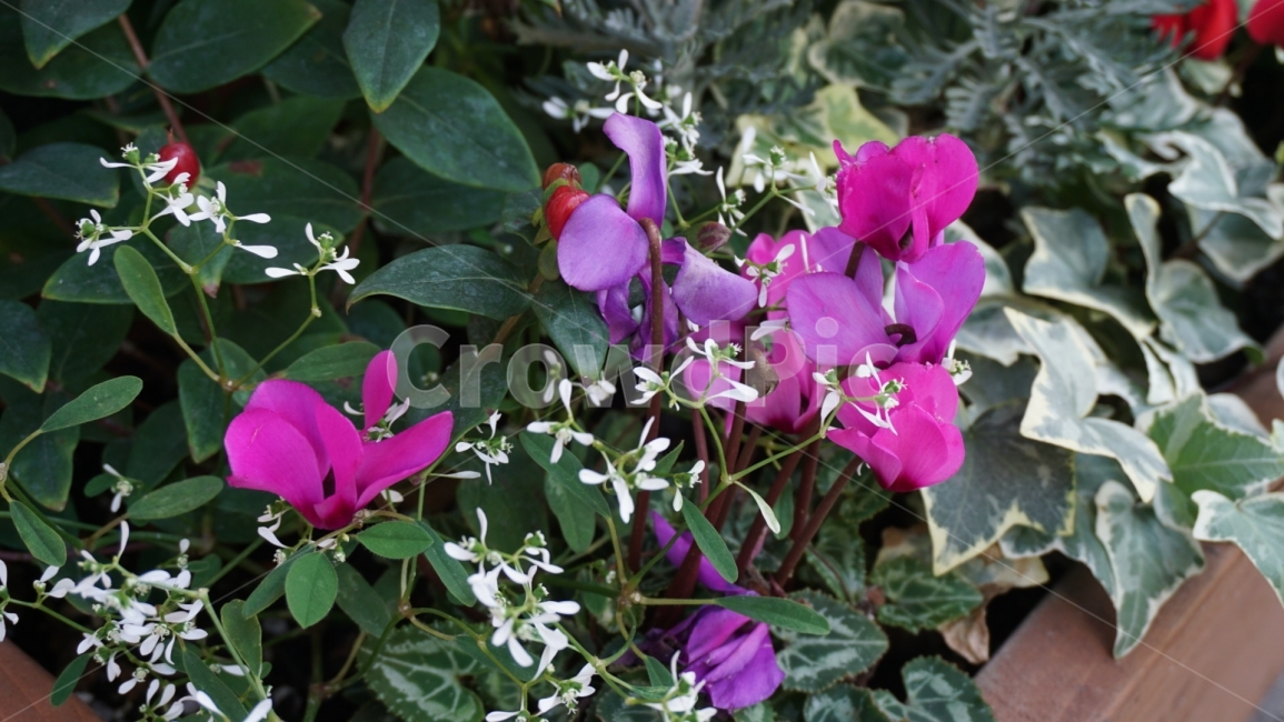 식물,꽃,자연,가을,보라색,식물,자연,plants,nature,꽃,flower