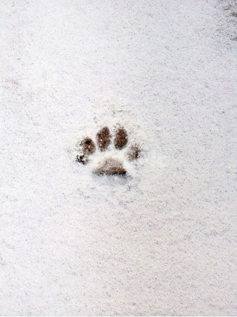 강아지발자국,겨울,눈,발자국,강아지발,겨울,계절,winter,season,감성,sensible,feeling