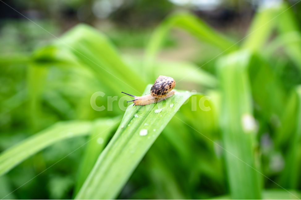 달팽이,느림,landsnail,slow,풀,동물,animal