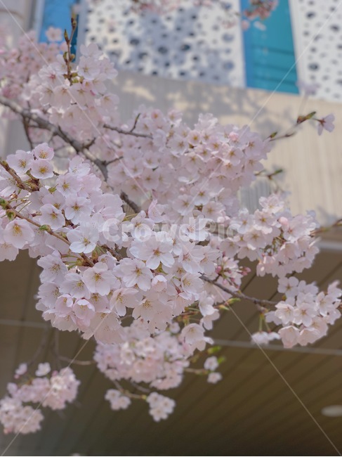 벚꽃,벚꽃놀이,봄,벚꽃나무,꽃