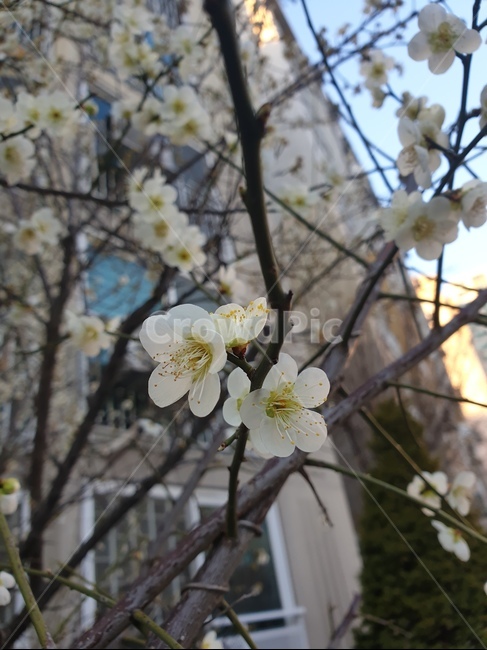 벚꽃,집앞,3월,꽃,미세먼지,식물,자연,plants,nature,꽃,flower