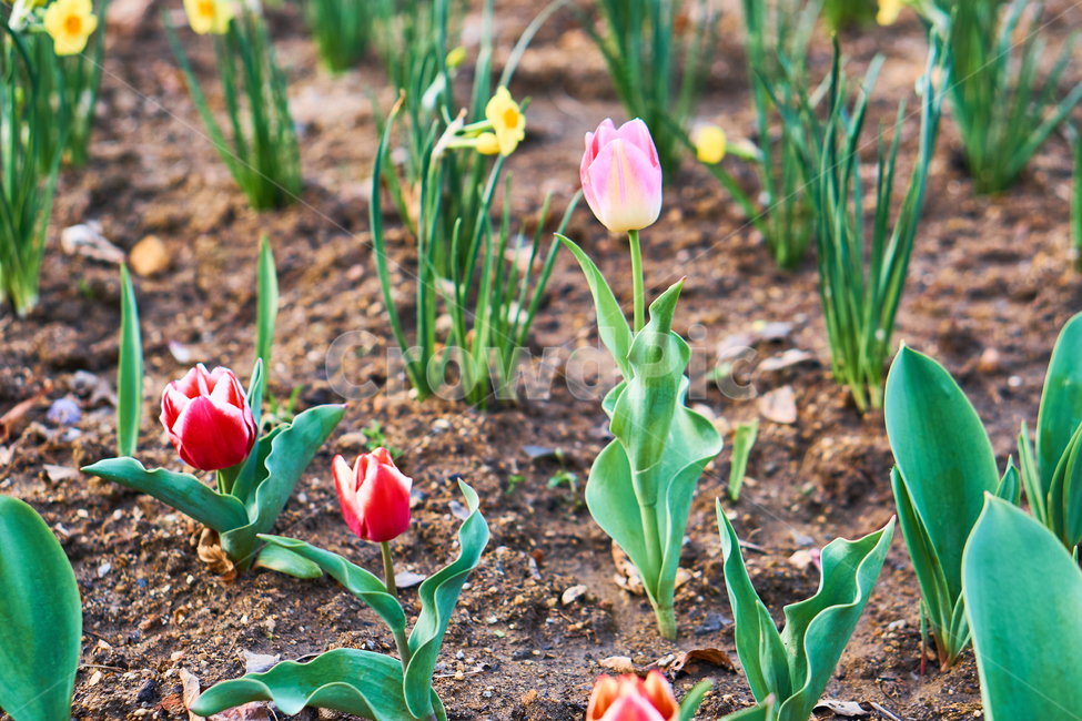 봄,꽃,식물,flower,spring,plant,nature,들꽃,들풀,자연,튤립,Tulip,식물,자연,plants,nature,꽃,flower