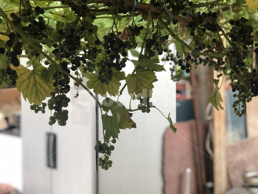 포도,식물,식품,과일,grapes,과일,열매,fruit