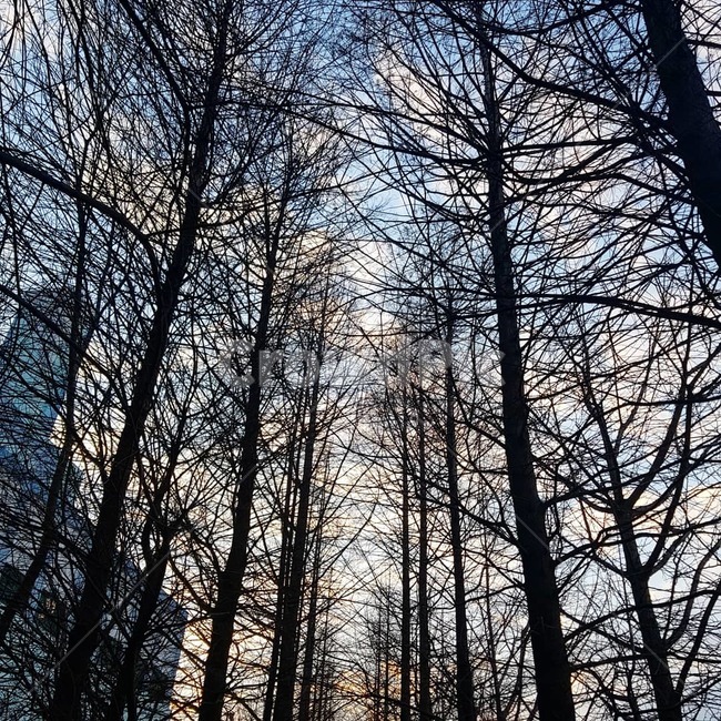 해운대,고흐가로수길,나무,하늘,경치,감성,인생샷,자연,풍경,nature,landscape,vegetation,초목,plant,식물,forest,숲,outdoors,옥외,tree,woodland,삼림지,land,땅,grove,작은 숲