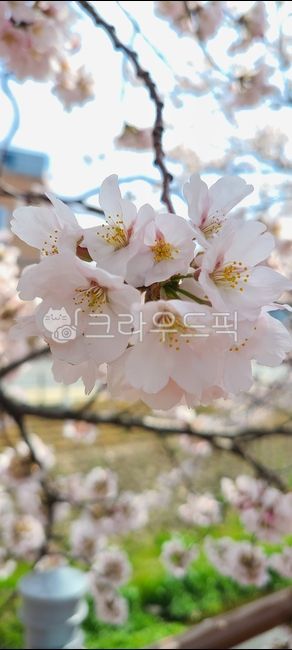 꽃,꽃잎,벚꽃,flower,cherryblossom,petal,꽃나무,나무,tree