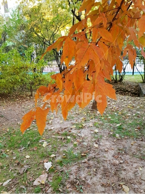 가을,가을풍,풍경,낙엽,나무,tree,view,autumn,fallenleaves,가을,계절,fall,autumn,season,plant,식물,leaf,잎