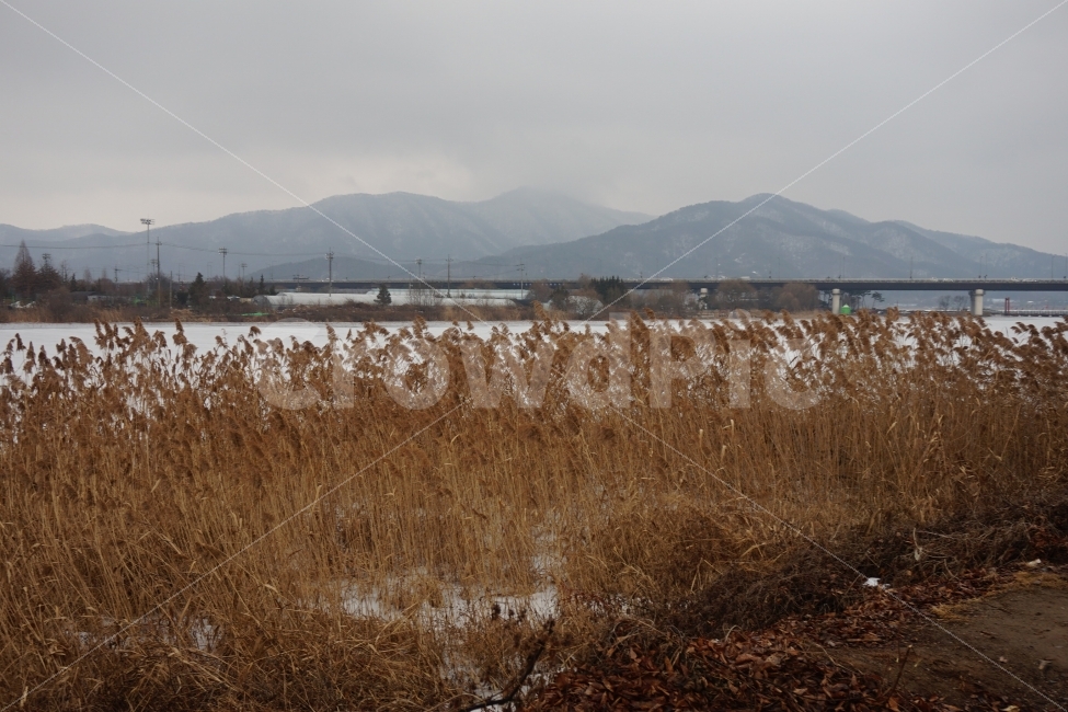 가을,풍경,경치,겨울,강,갈대,경관,사진,얼음,두물머리,양평,겨울,계절,winter,season,자연,풍경,nature,landscape,한국자연풍경,한국자연경관,korea nature landscape,plant,식물,grass,잔디,lawn,reed