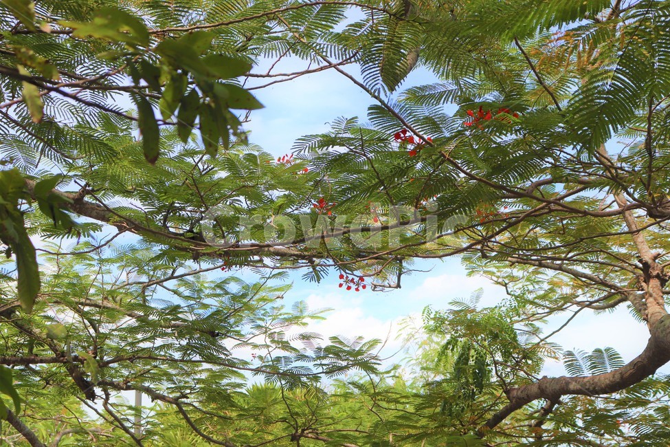 sky,flowers,nature,tree,flower,red flower,Emotional photo