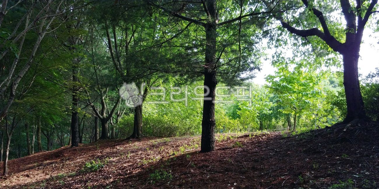 tree, 나무, ground, forest, 숲, 사진,이미지,일러스트,캘리그라피 - lluhwa작가